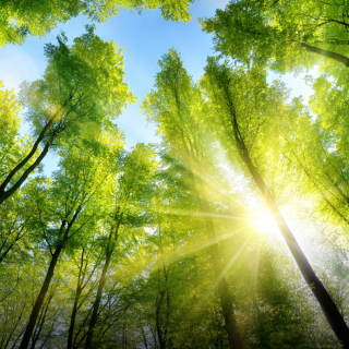 Tree-Nation: Empowering Global Reforestation